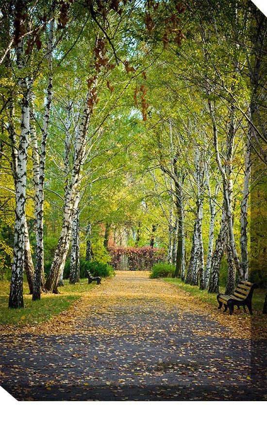 Birch Trail Outdoor Canvas Art - Premier Home & Gifts