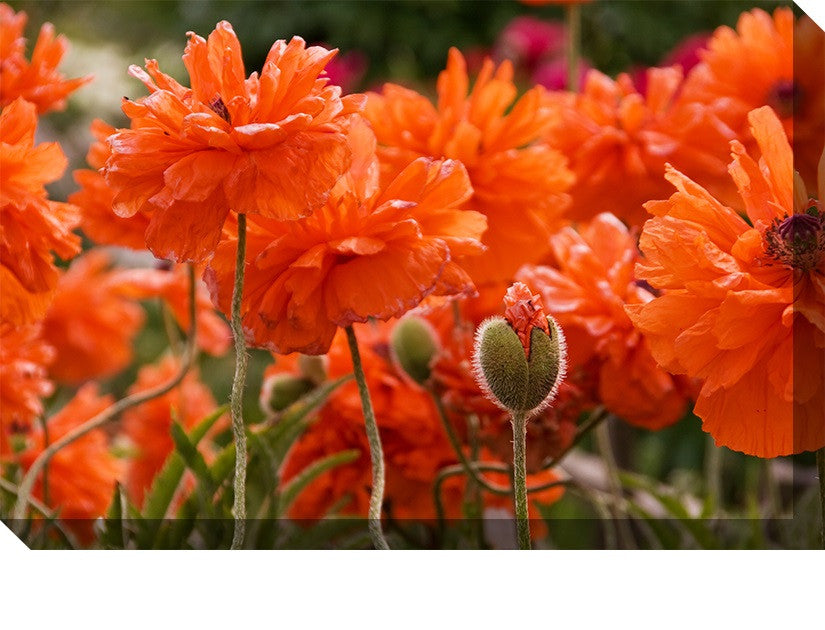 Poppies Outdoor Canvas Art - Premier Home & Gifts