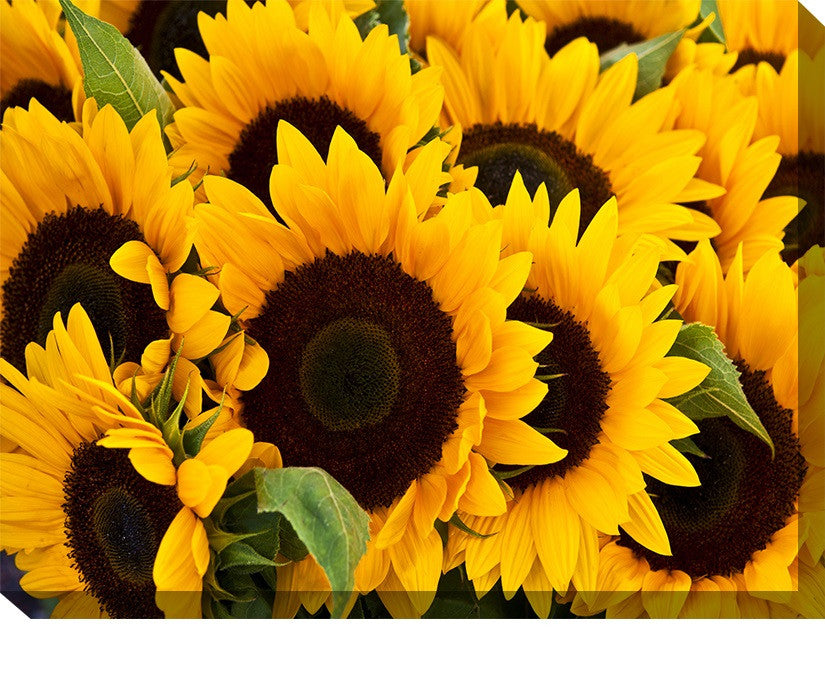 Sunflowers Outdoor Canvas Art - Premier Home & Gifts
