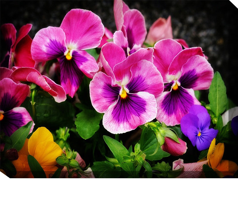 Pansies Outdoor Canvas Art - Premier Home & Gifts