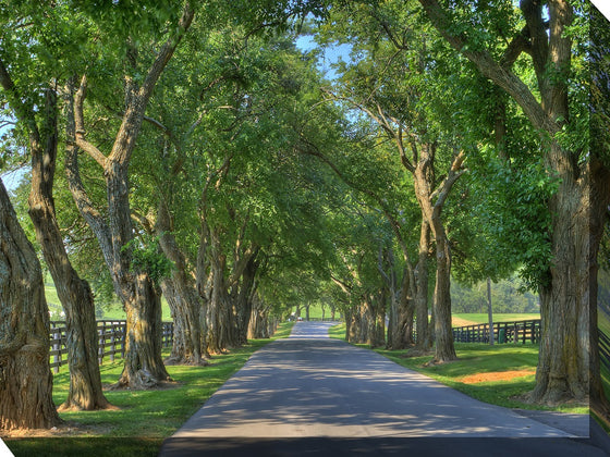 Country Road Outdoor Canvas Art - Wall Art