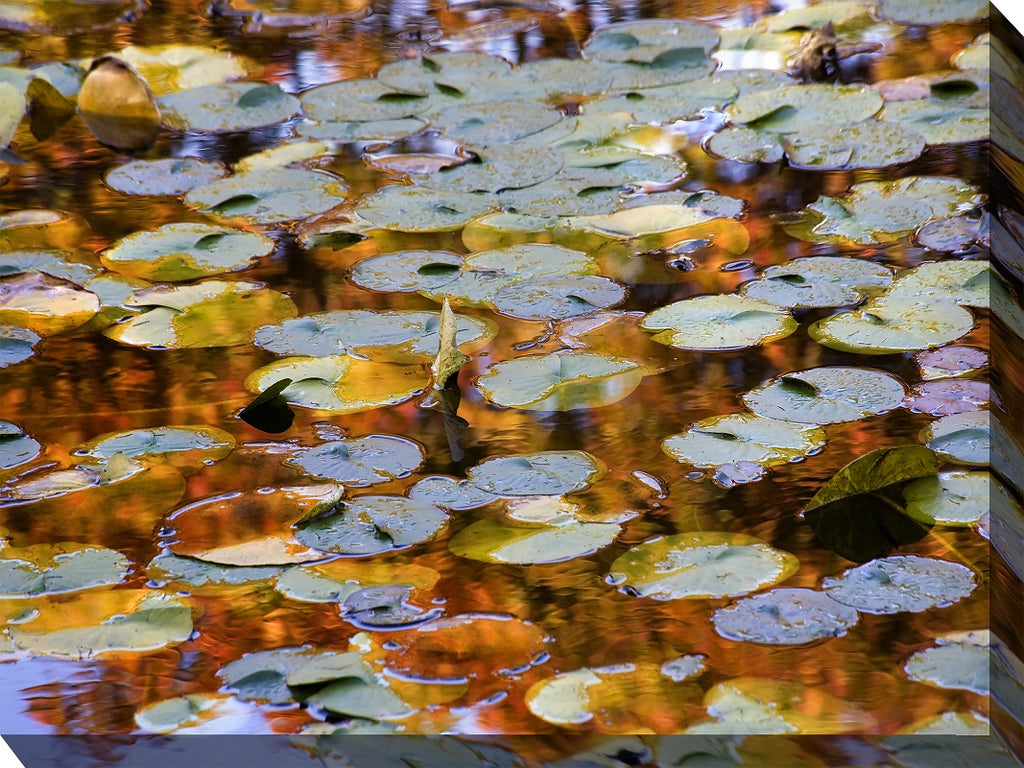 Golden Lily Pond Outdoor Canvas Art - Premier Home & Gifts