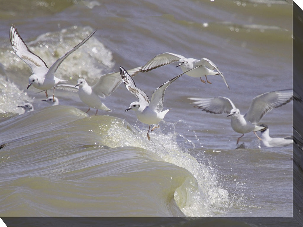 Seagulls Outdoor Canvas Art